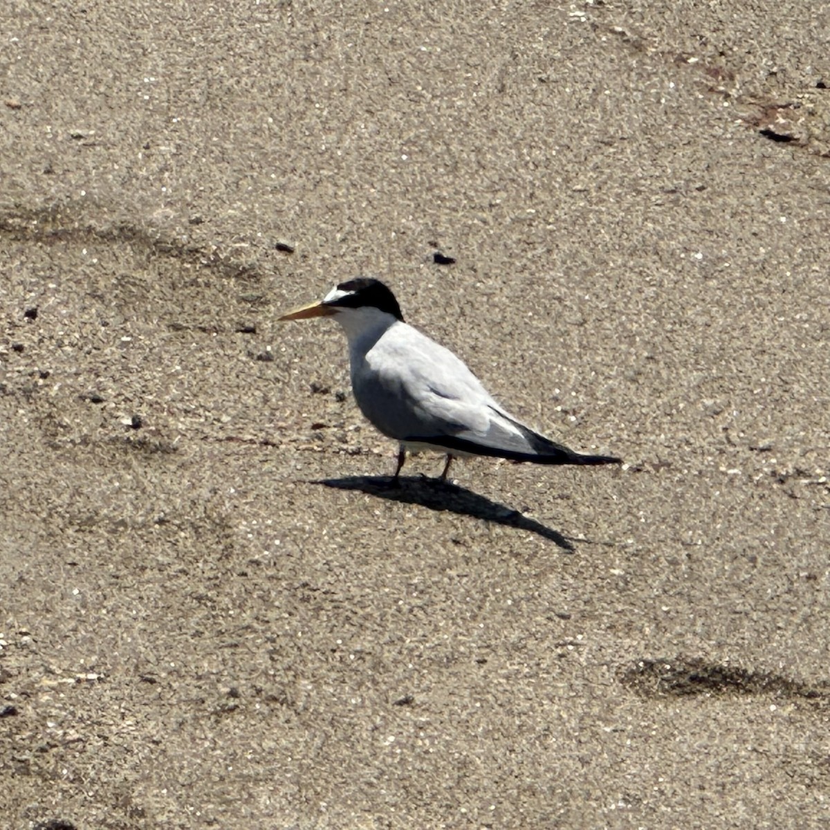 Крячок карибський - ML639713475