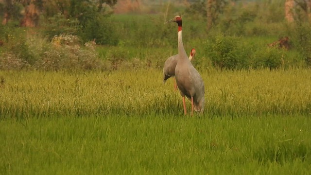 Sarus Crane - ML639713476