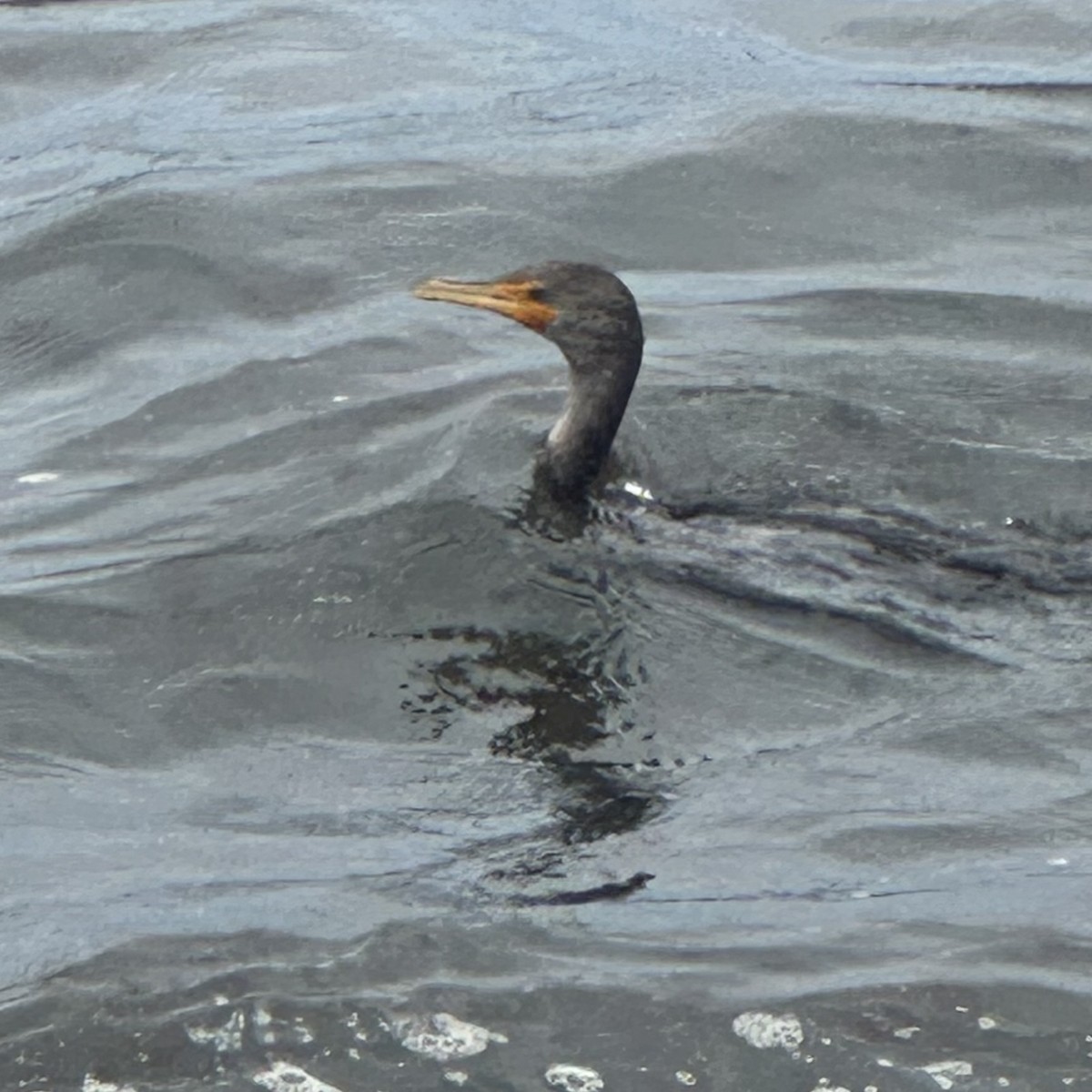 Баклан вухатий - ML639713479