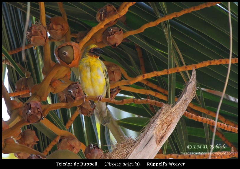 Rüppell's Weaver - ML639713487