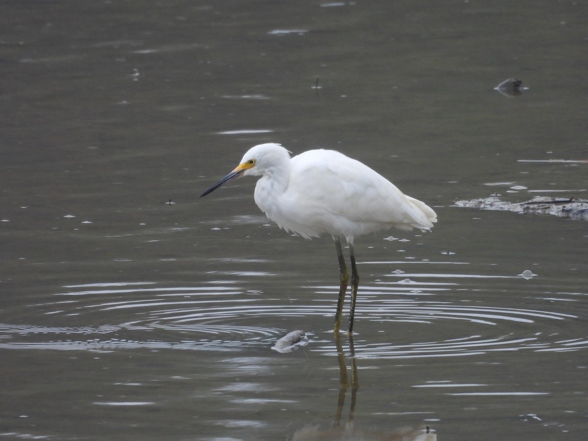 Snowy Egret - ML639713488