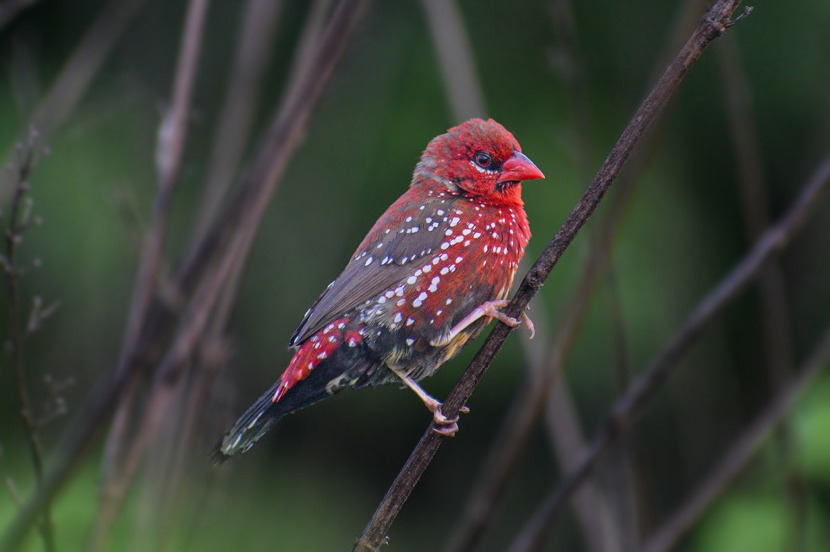 Red Avadavat - ML639713498