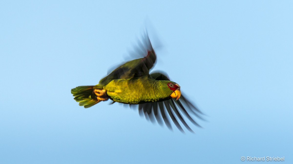 White-fronted Amazon - ML639713501