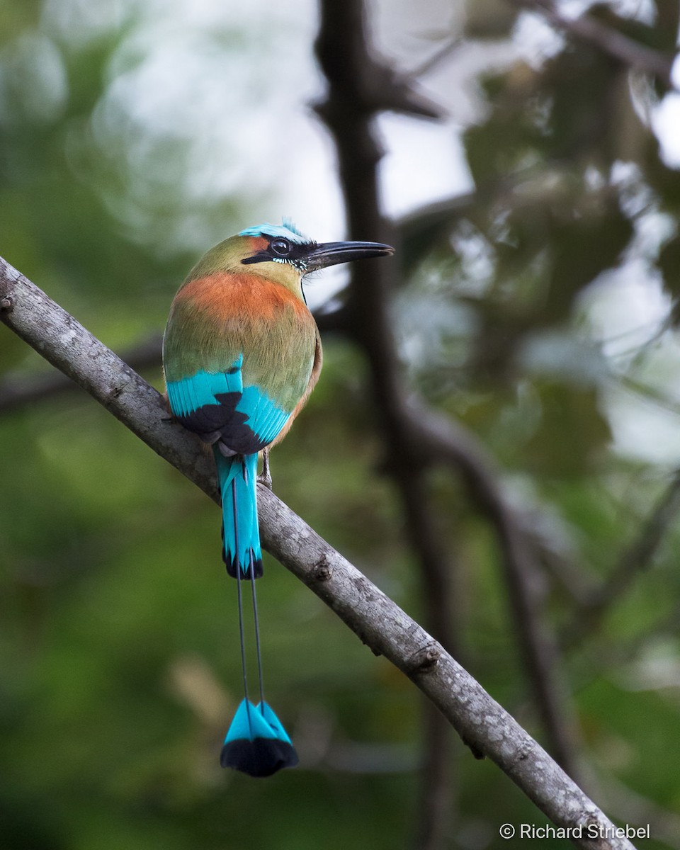 Turquoise-browed Motmot - ML639713526