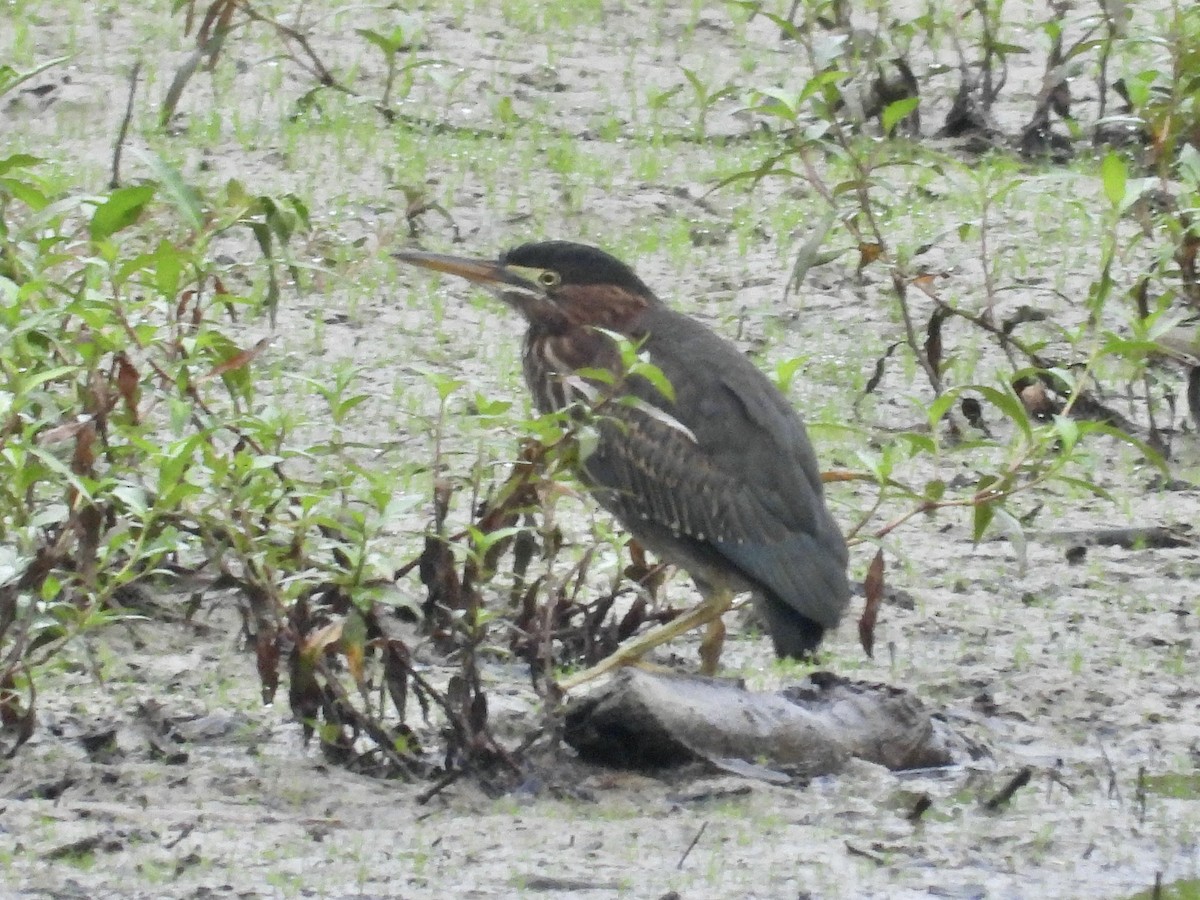 Green Heron - ML639713535