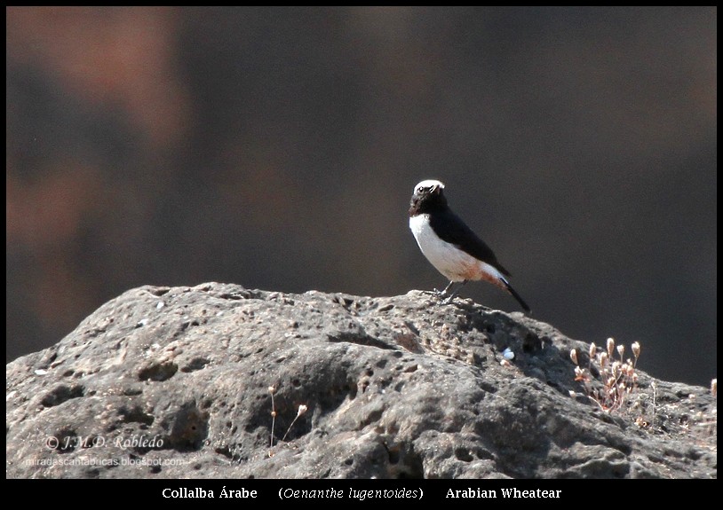 Arabian Wheatear - ML639713642