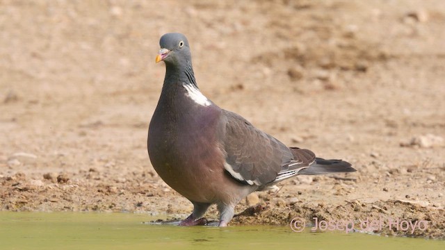 Common Wood-Pigeon - ML639713665