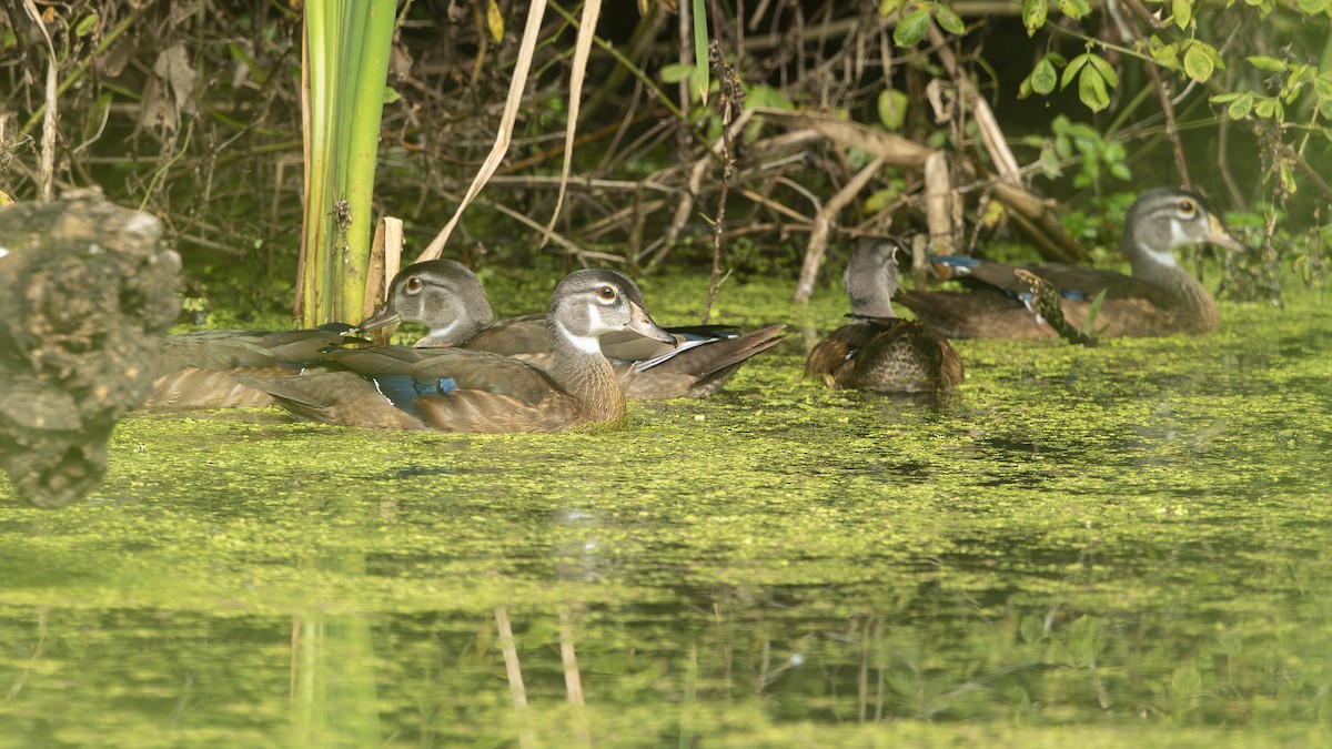 Wood Duck - ML639713770