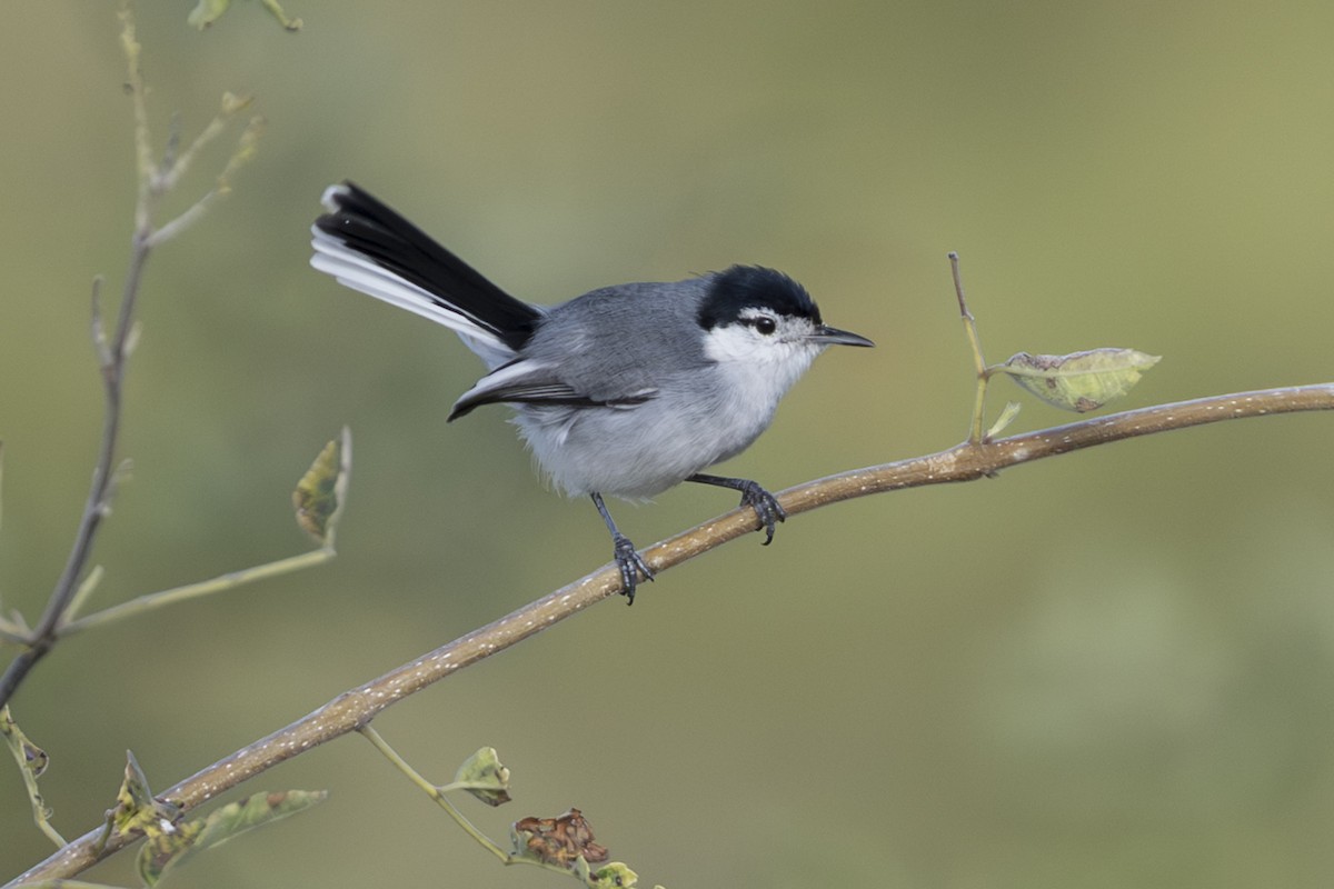 Marañon Gnatcatcher - ML639713786