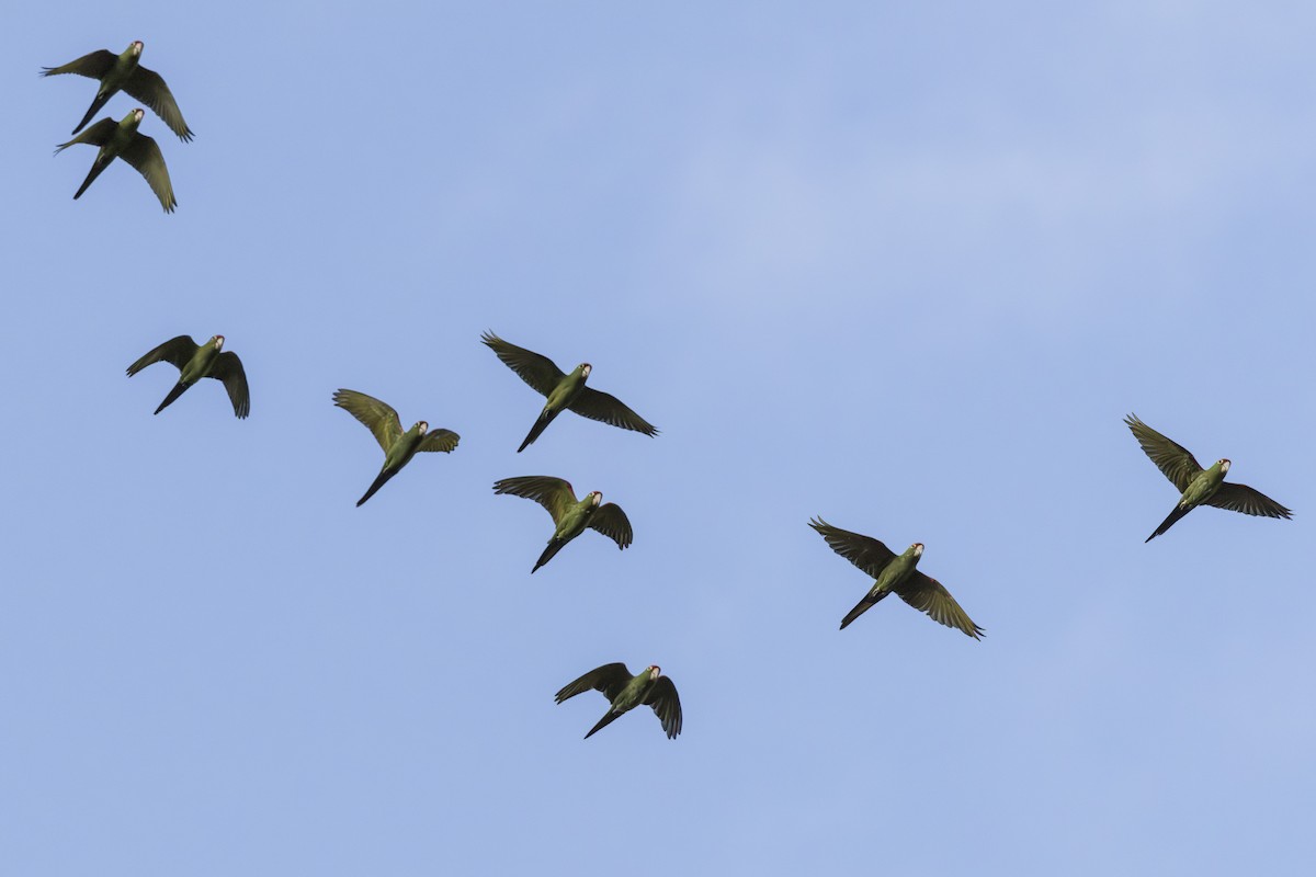 Cordilleran Parakeet - ML639713790