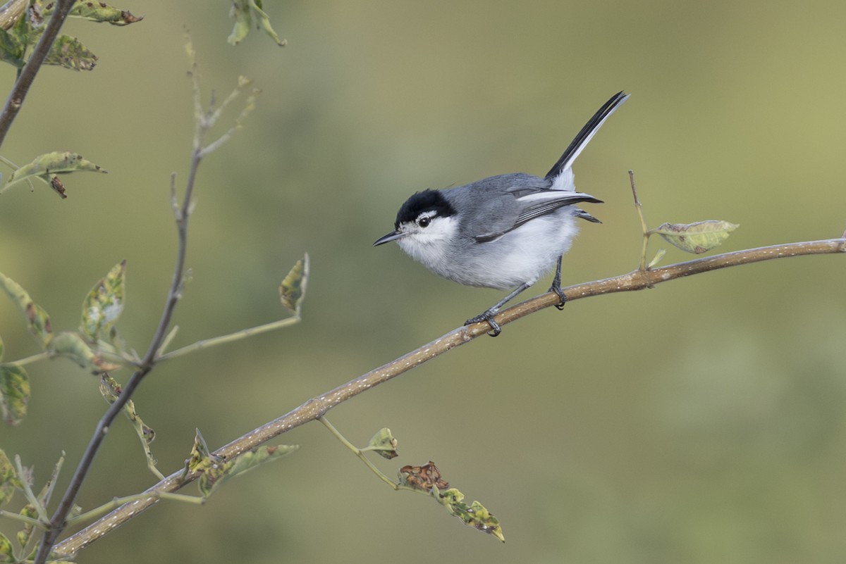 Marañon Gnatcatcher - ML639713798