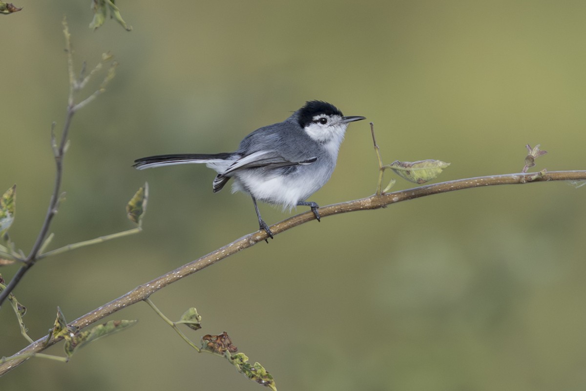 Marañon Gnatcatcher - ML639713799