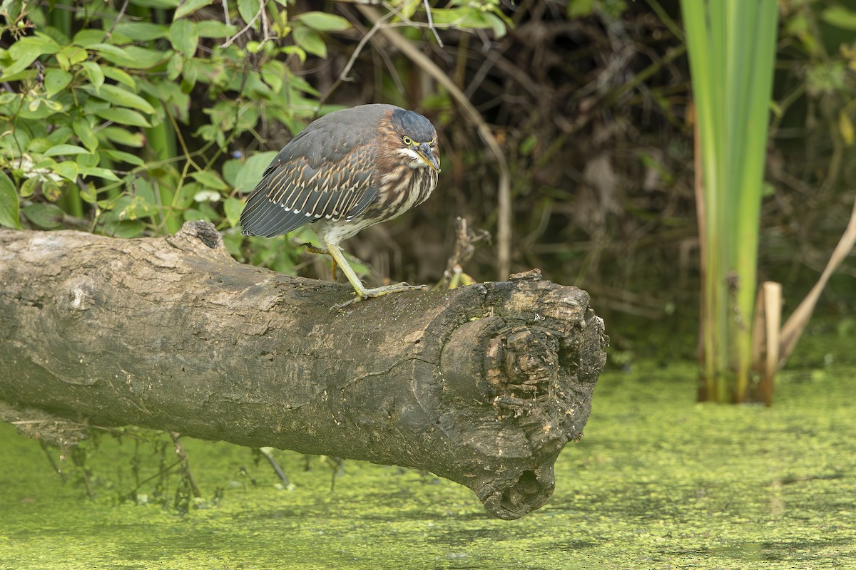 Green Heron - ML639713814