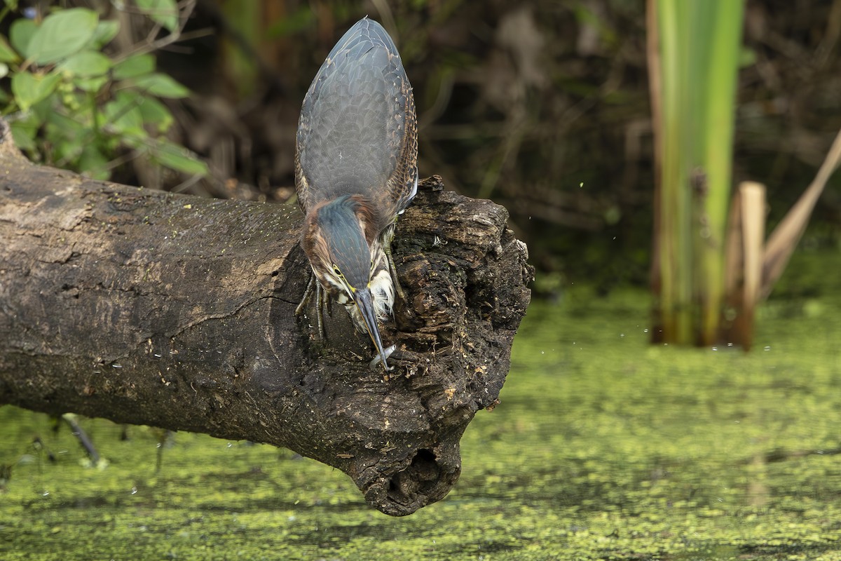 Green Heron - ML639713826
