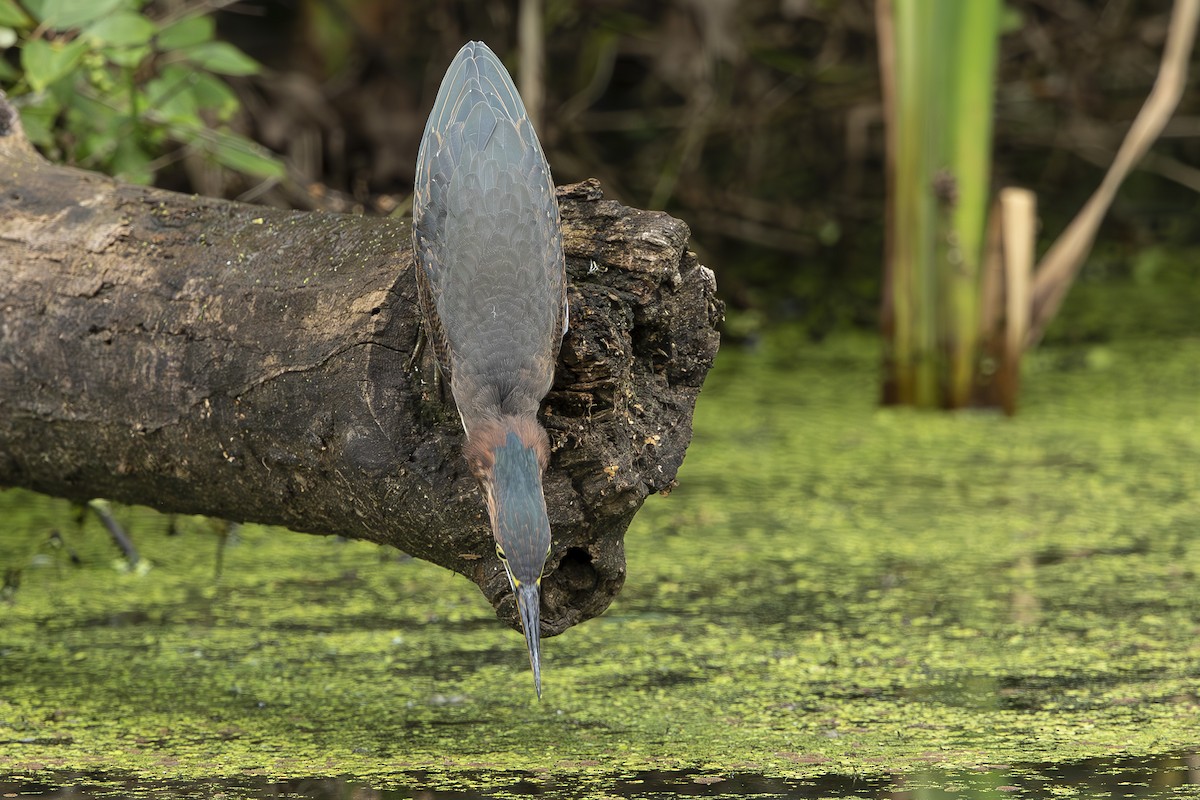 Green Heron - ML639713828
