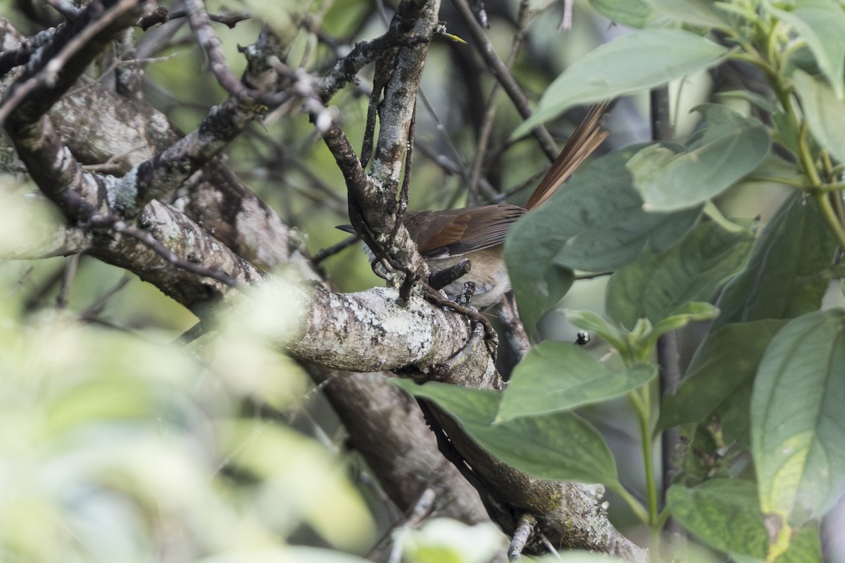 Chinchipe Spinetail - ML639713917