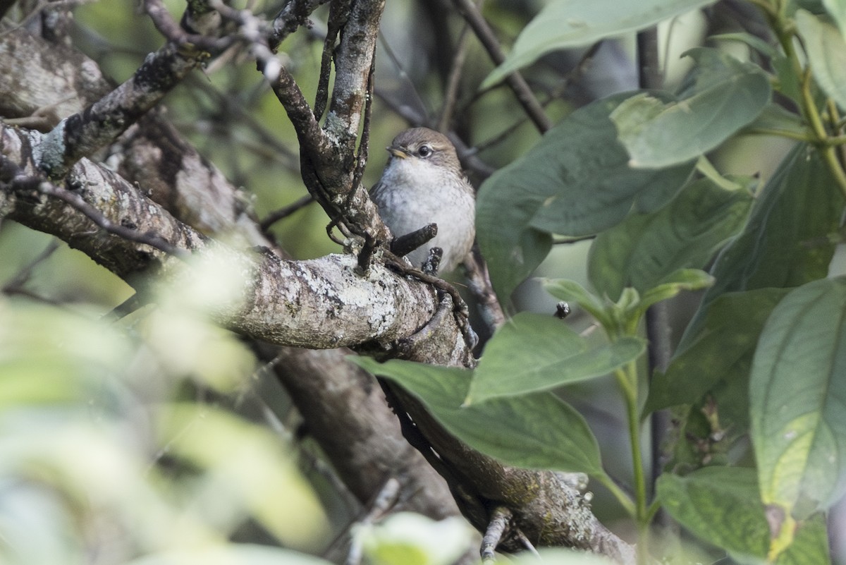Chinchipe Spinetail - ML639713918