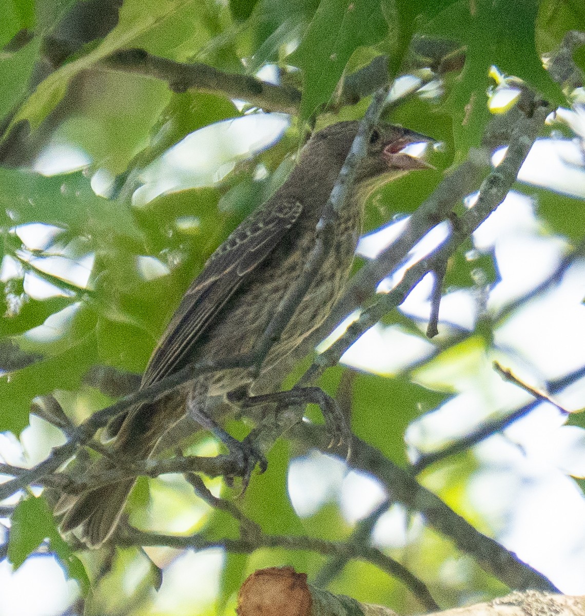 Brown-headed Cowbird - ML639713985