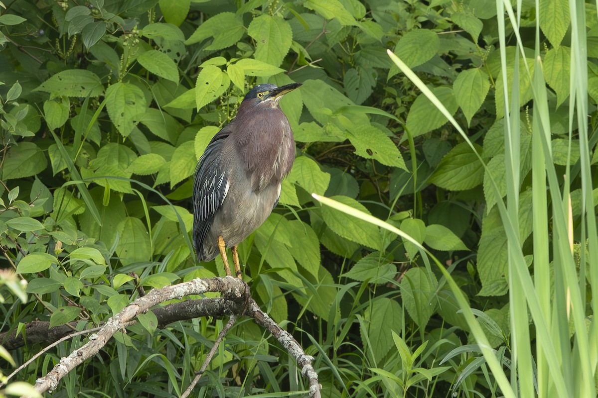 Green Heron - ML639713992