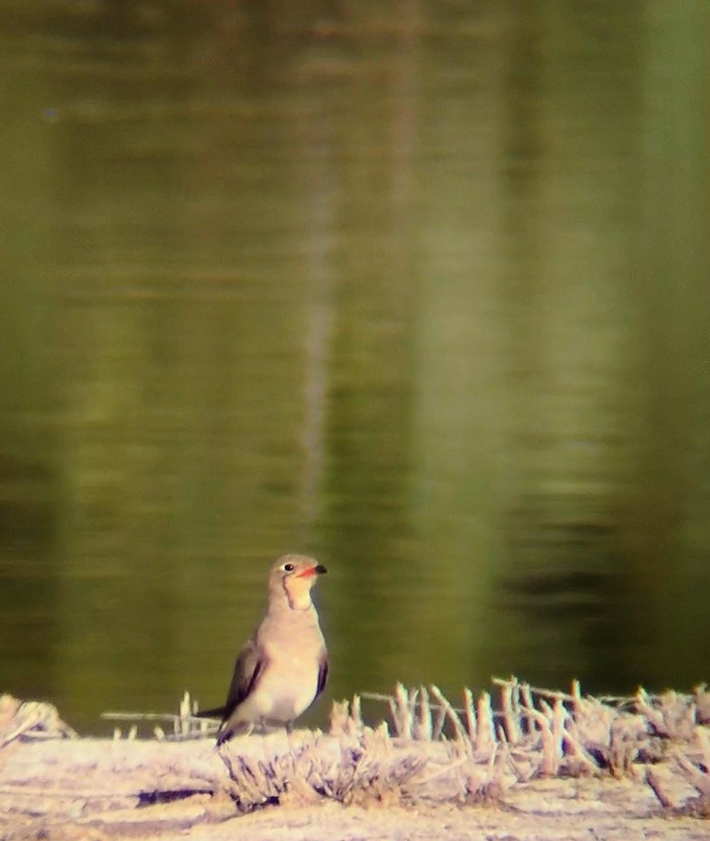 Collared Pratincole - ML639714000