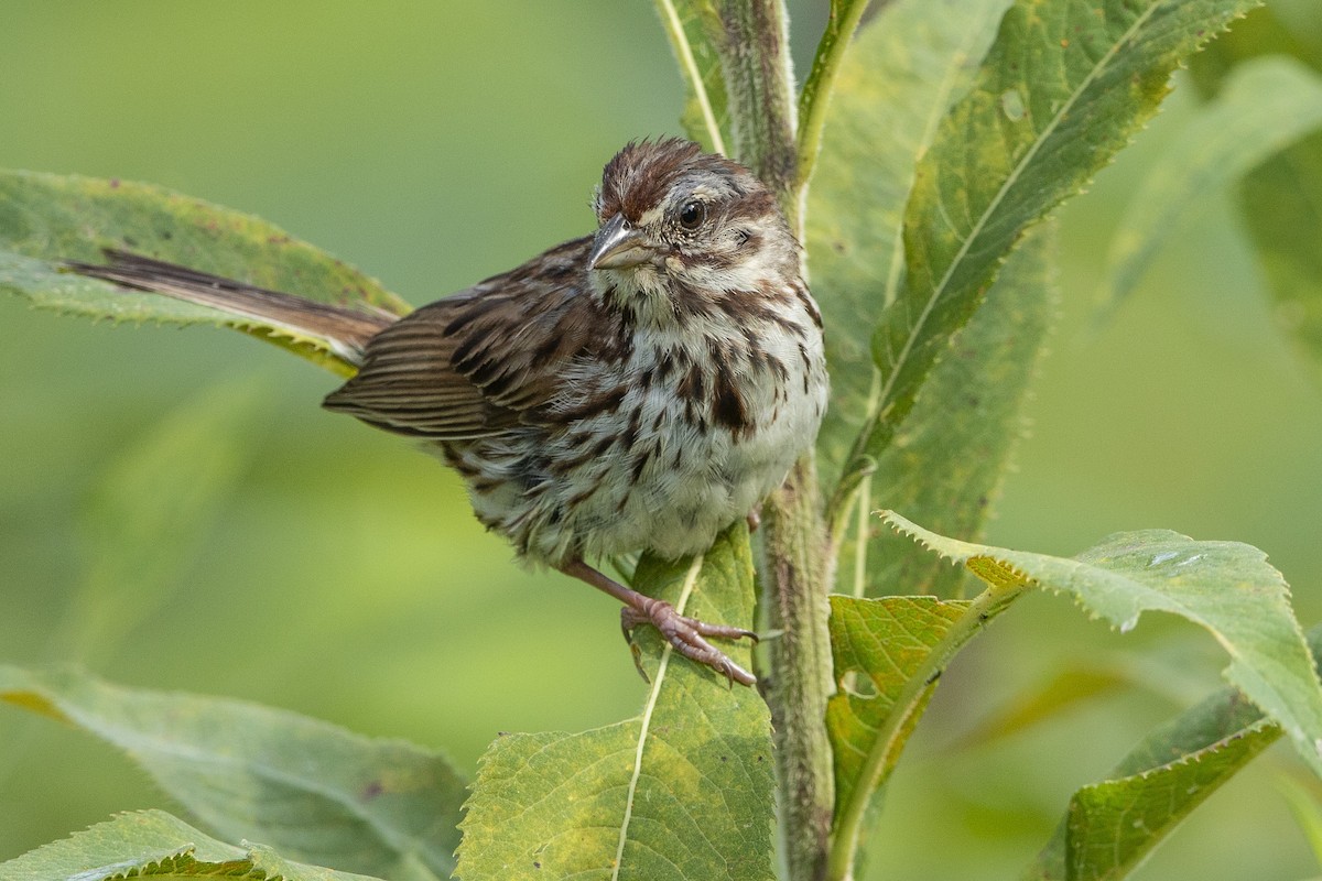 Song Sparrow - ML639714007