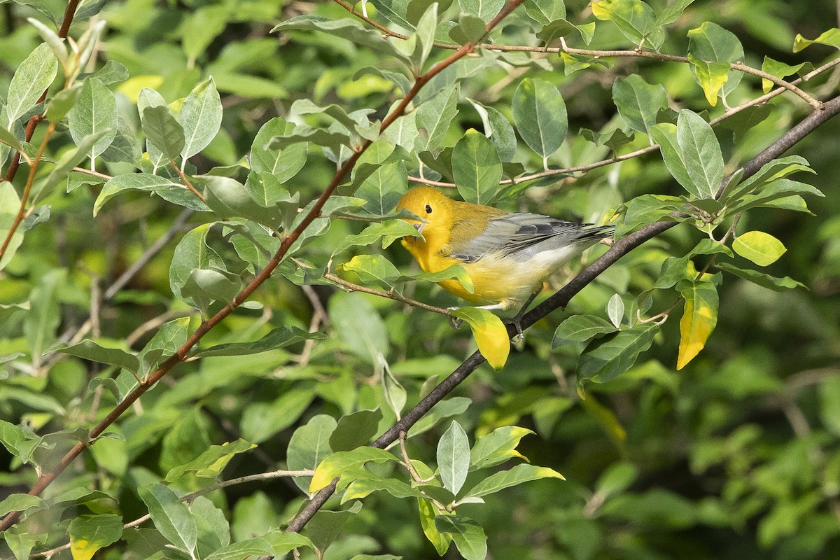 Prothonotary Warbler - ML639714040