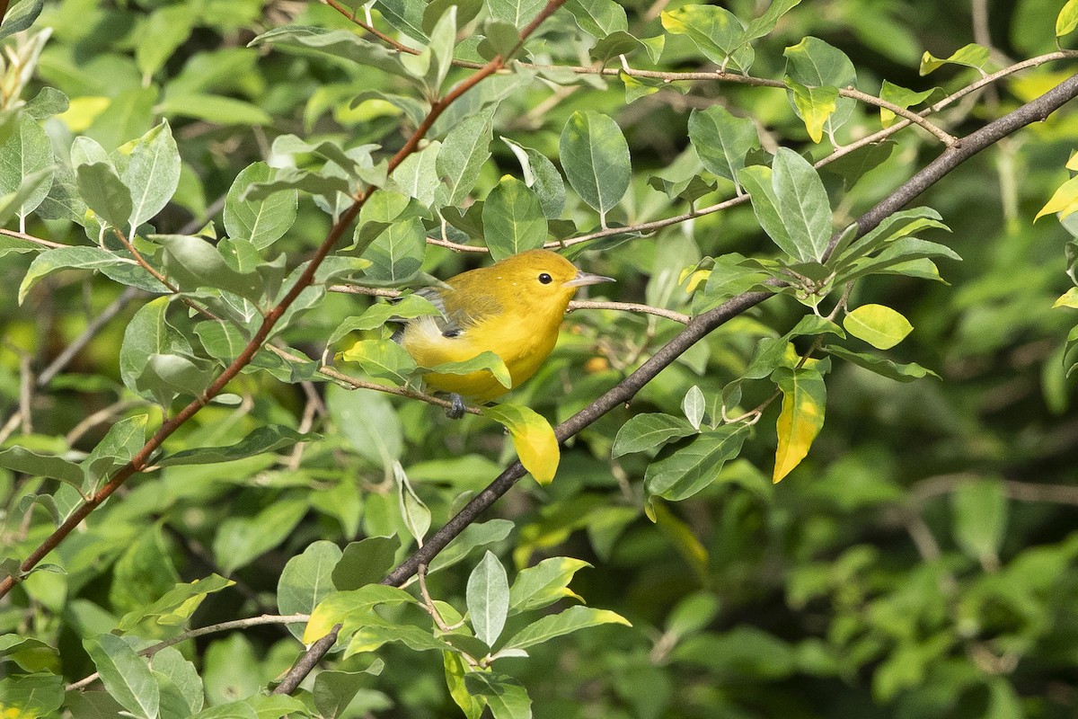 Prothonotary Warbler - ML639714041