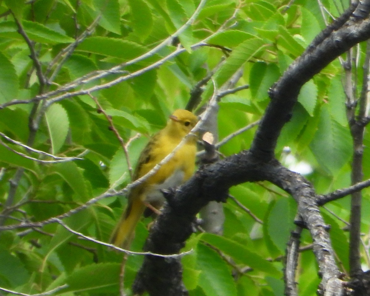 Yellow Warbler - ML639714131