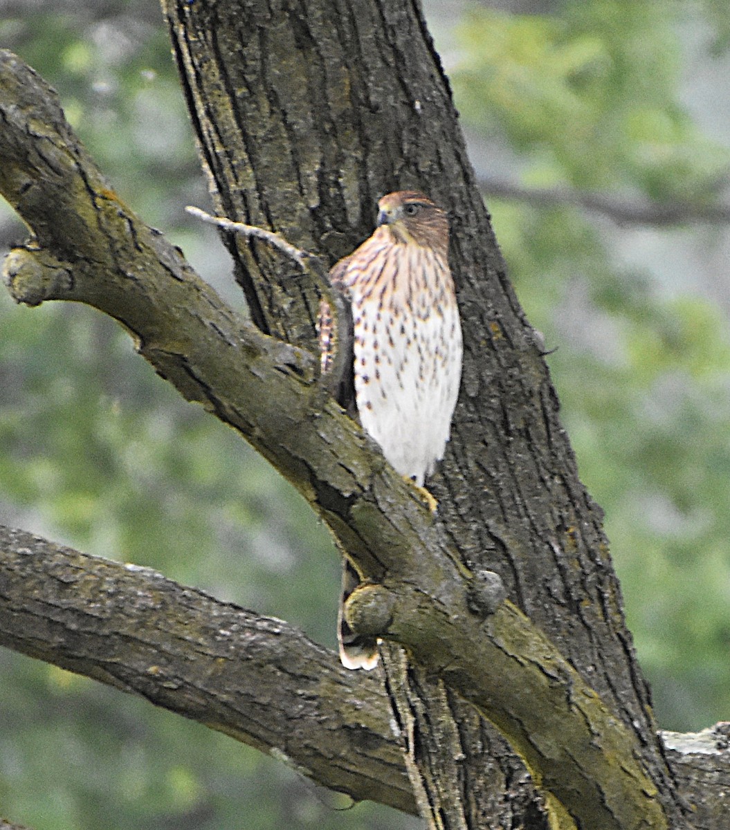 Cooper's Hawk - ML639714135
