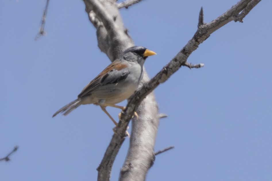 Little Inca-Finch - ML639714142