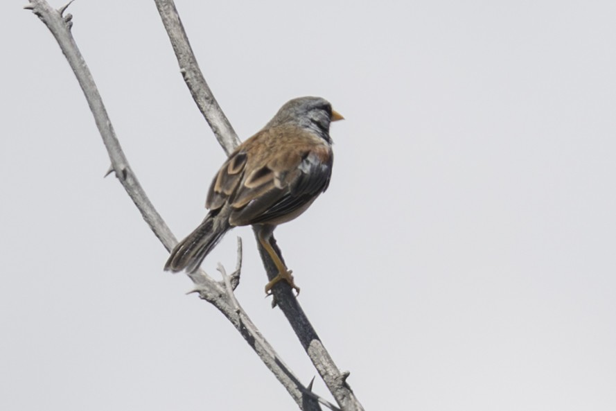 Little Inca-Finch - ML639714143