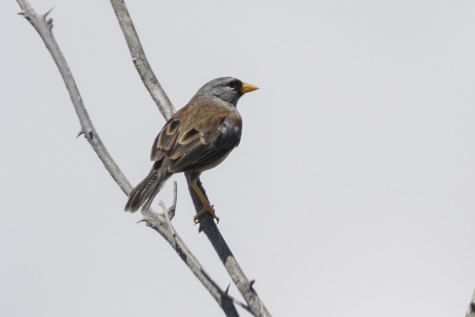 Little Inca-Finch - ML639714144