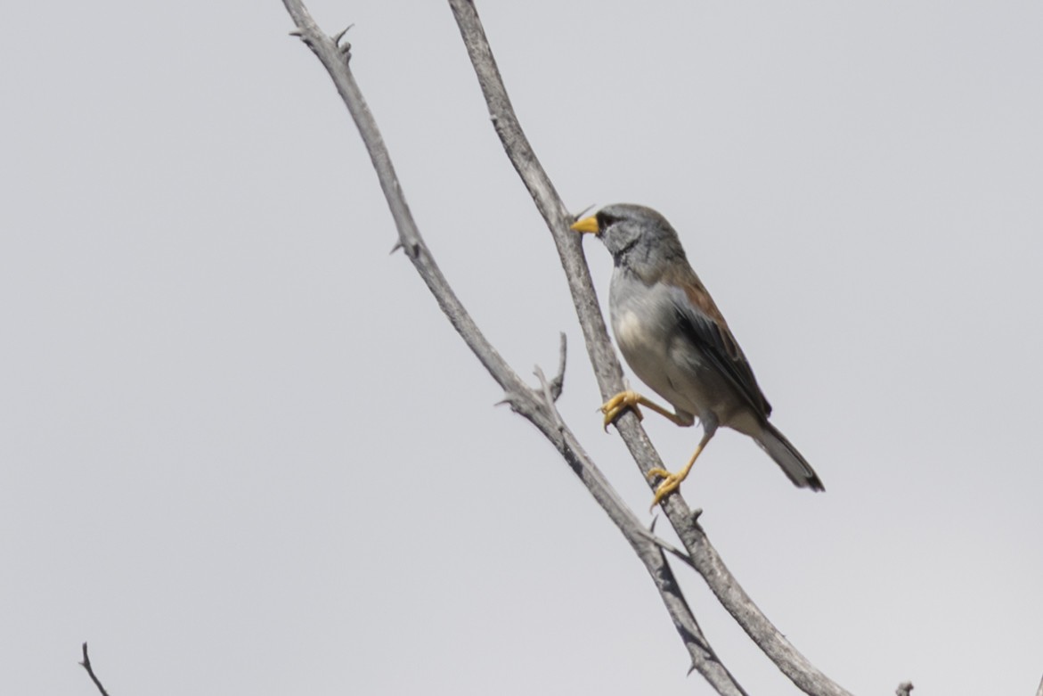 Little Inca-Finch - ML639714145