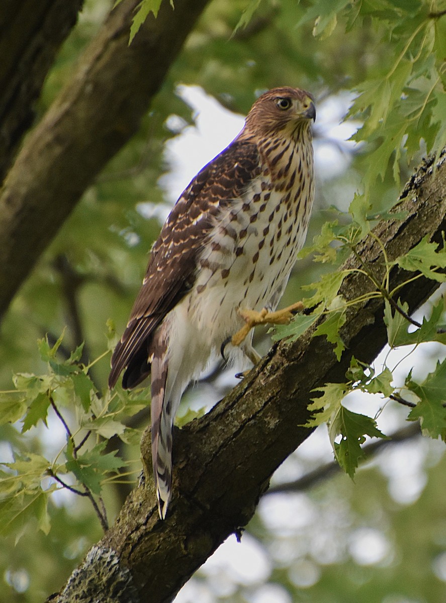 Cooper's Hawk - ML639714148