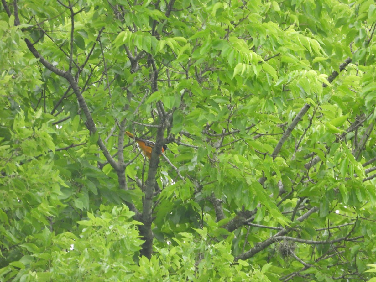 Baltimore Oriole - ML639714190