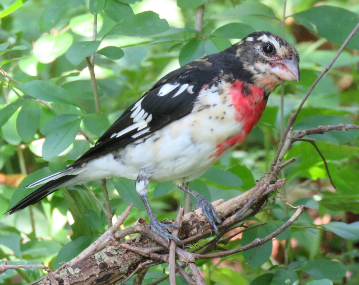 Rose-breasted Grosbeak - ML639714193