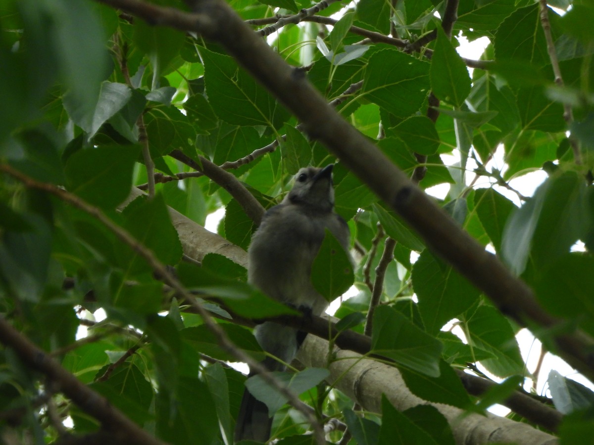 Blue Jay - ML639714228