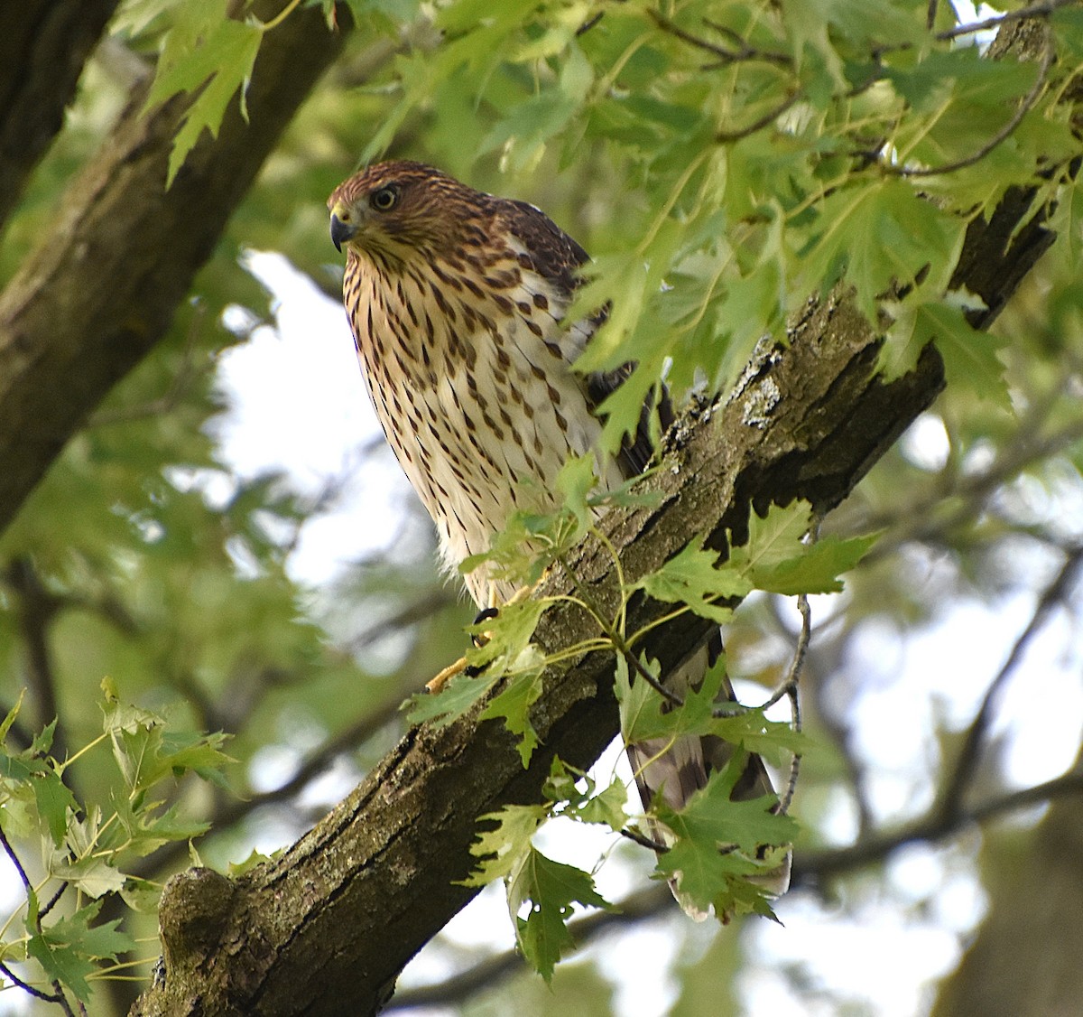 Cooper's Hawk - ML639714252