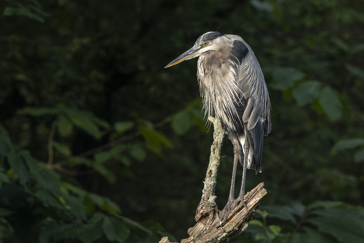 Great Blue Heron - ML639714258