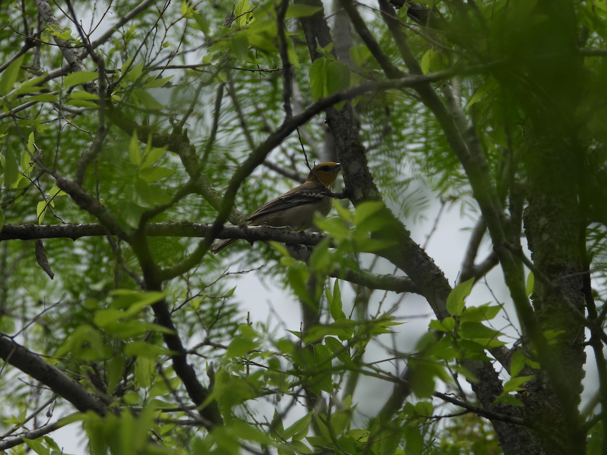 Bullock's Oriole - ML639714265