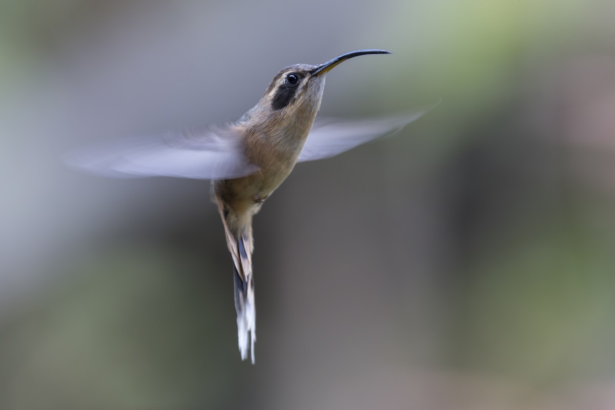 Gray-chinned Hermit - ML639714387