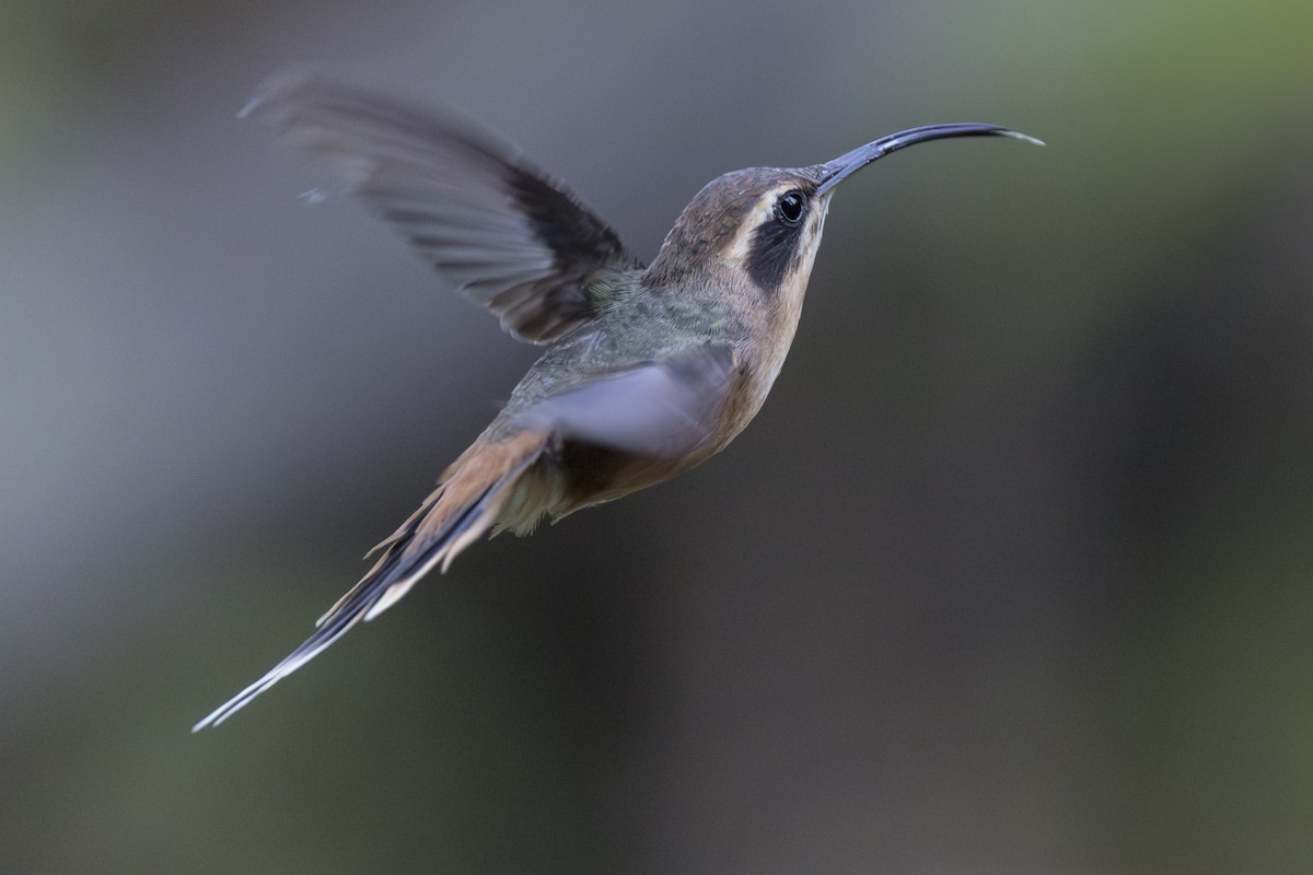Gray-chinned Hermit - ML639714388
