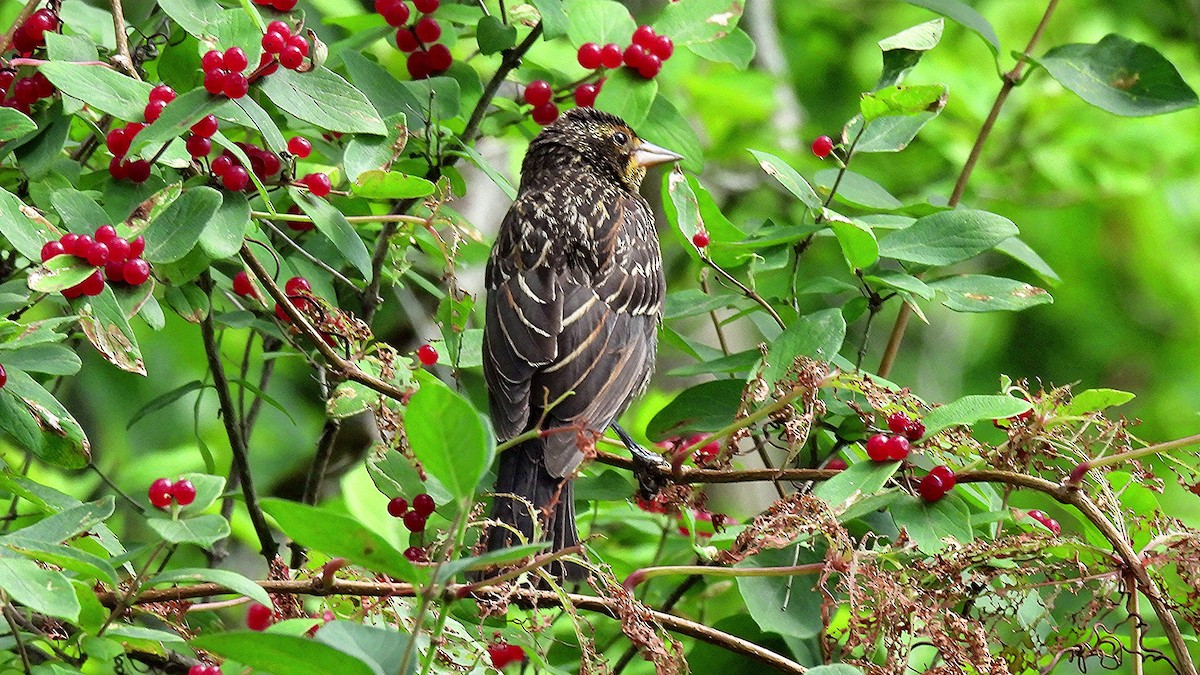 Red-winged Blackbird - ML639714394