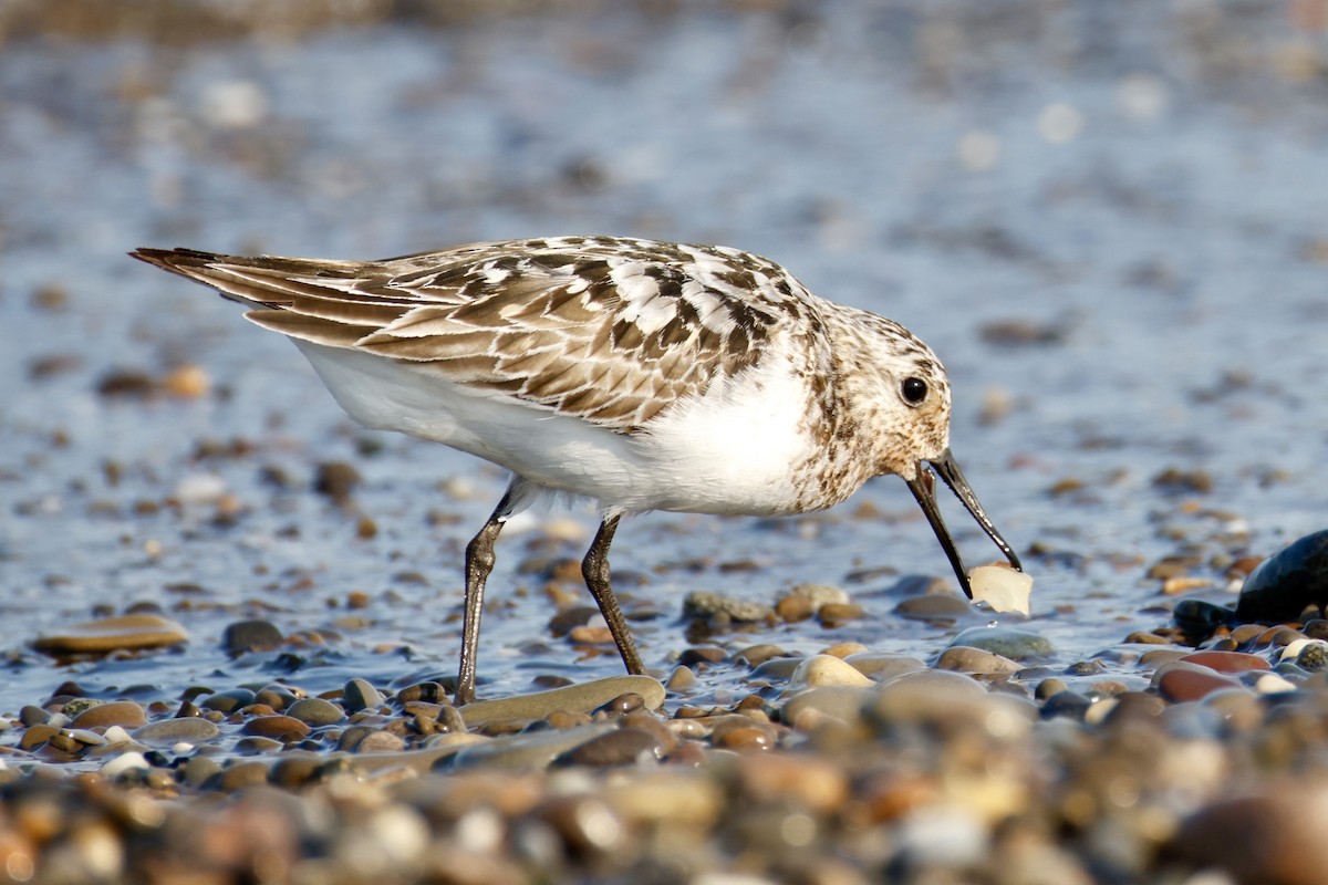 Sanderling - ML639714404