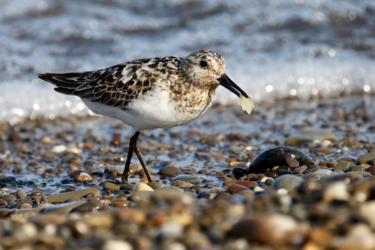 Sanderling - ML639714405
