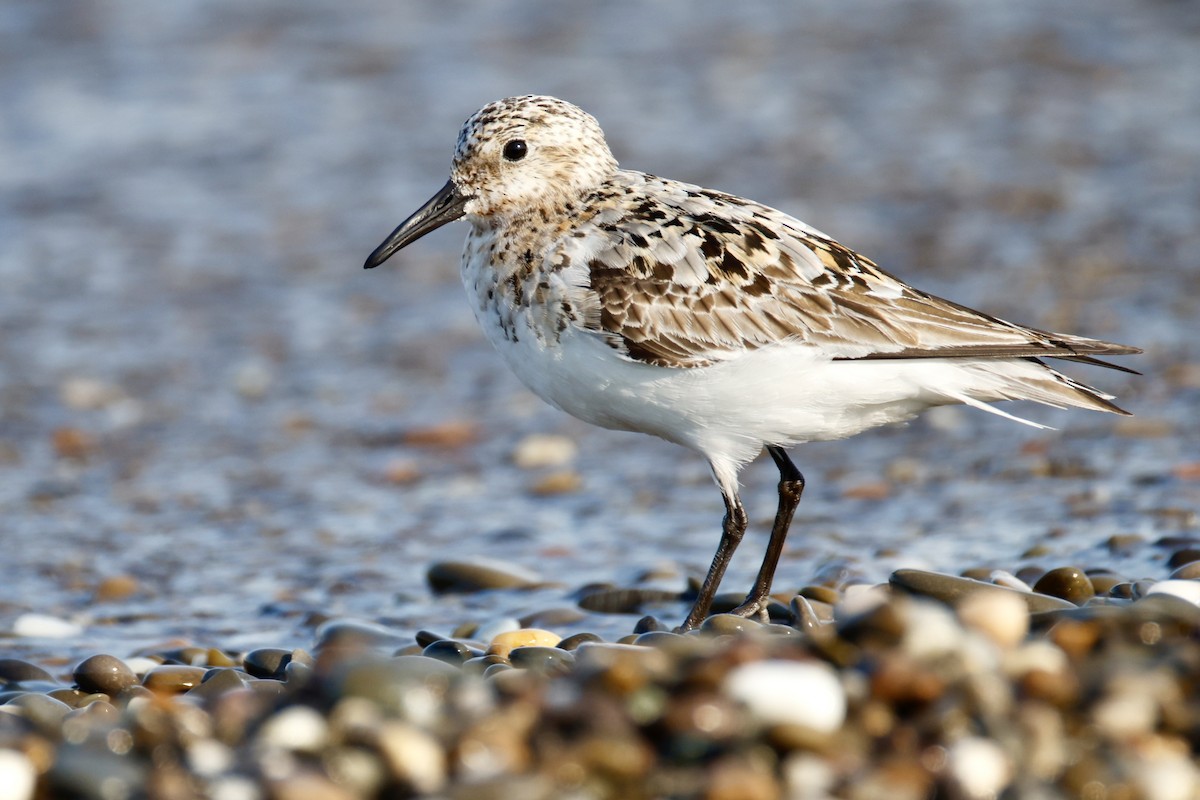 Sanderling - ML639714506