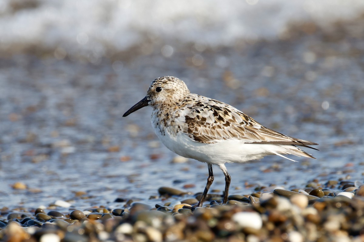 Sanderling - ML639714507