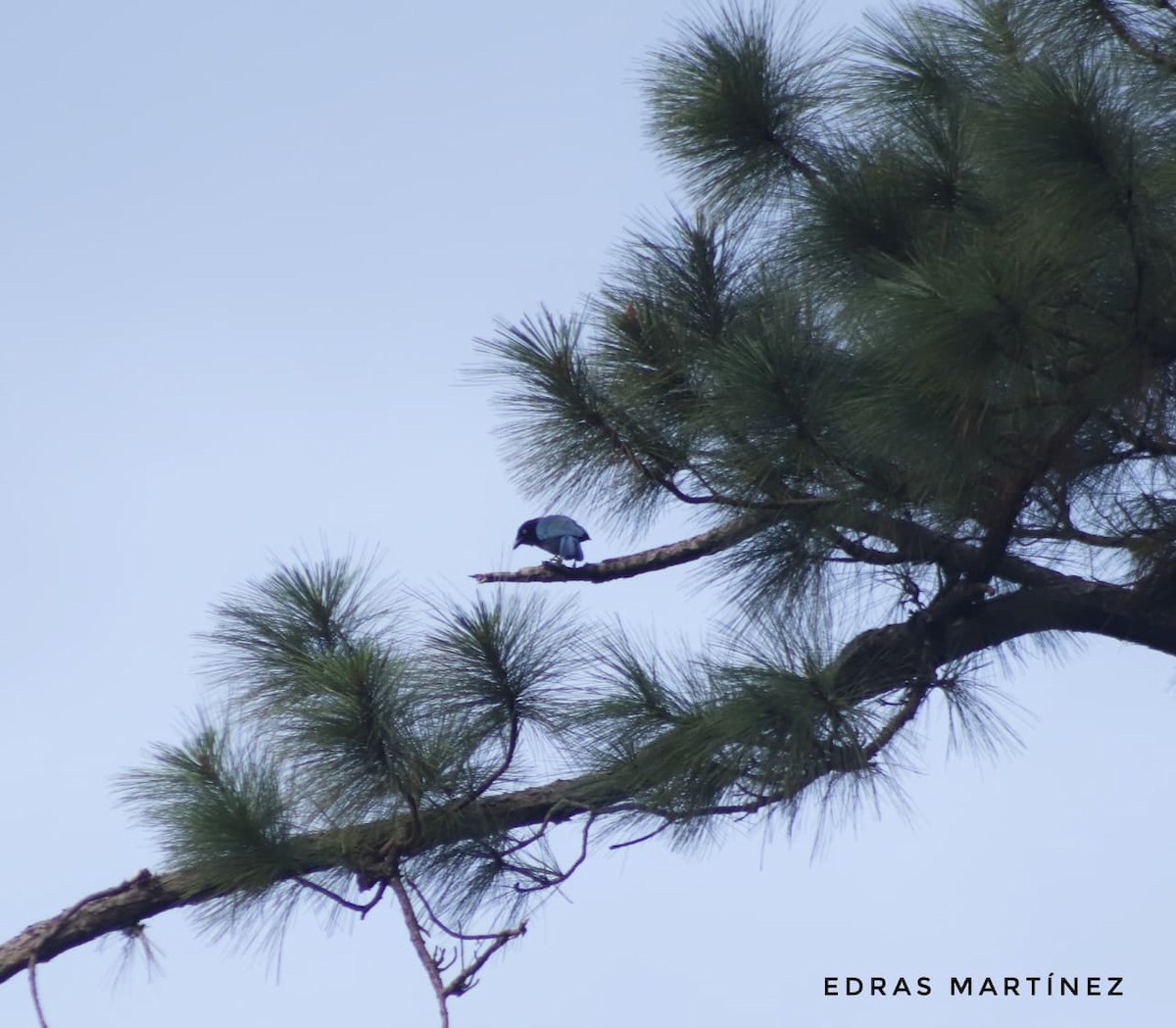 Bushy-crested Jay - ML639714572