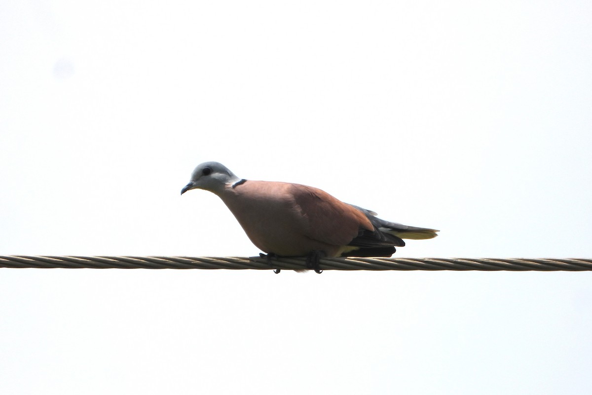 Red Collared-Dove - ML639714599