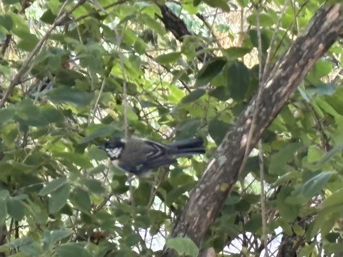 Их хөх бух - ML639714634